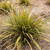 Astelia Westland - Astelia nervosa Westland - Willemse