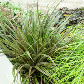 Astelia Westland - Willemse