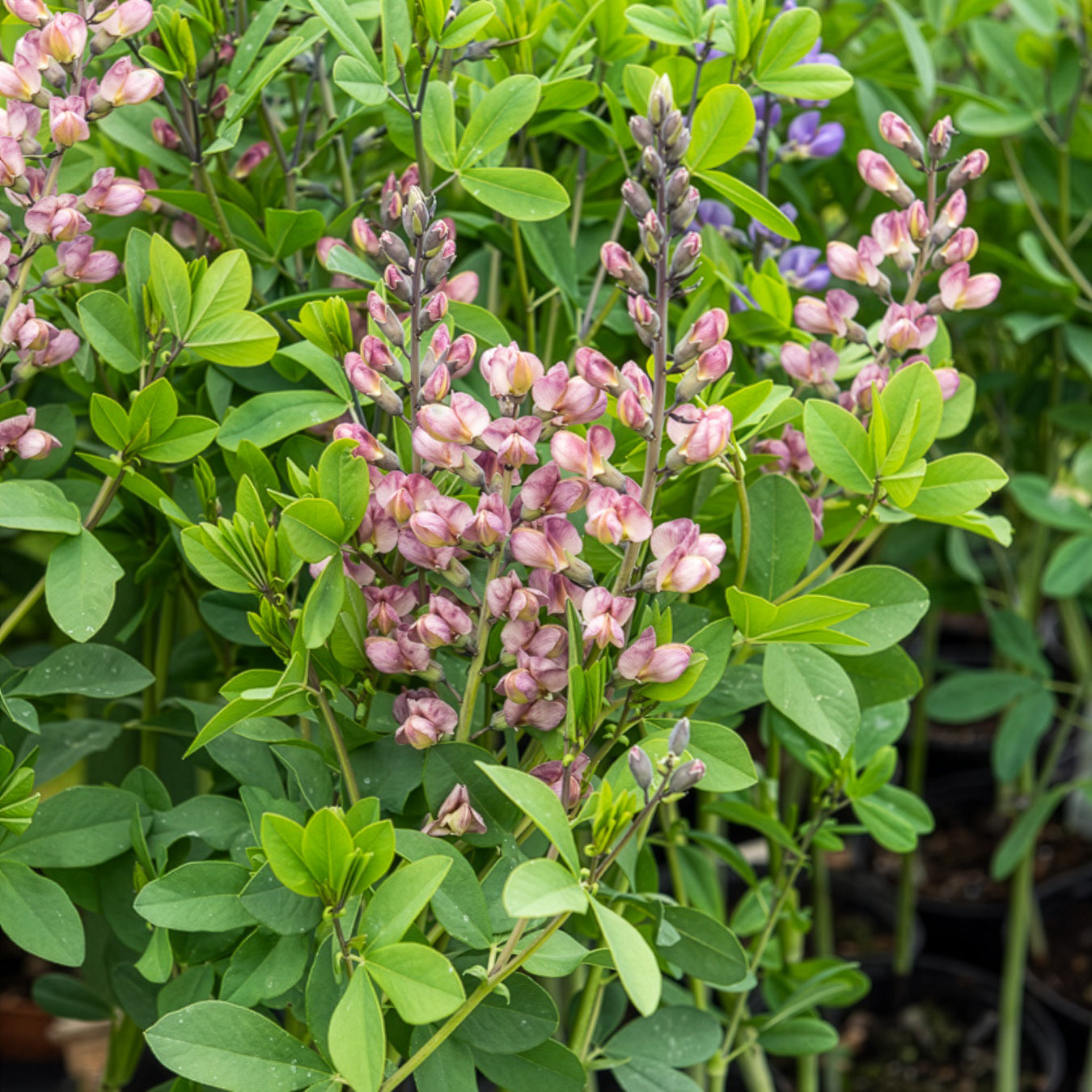 Valse indigo Pink Truffles - Willemse