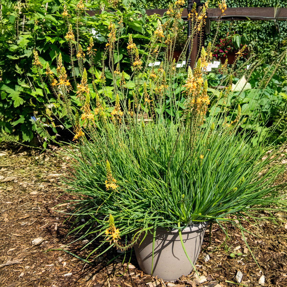 Bulbine frutescens Médicus ® - Gele kattenstaart Médicus ® - Bloeiende vaste planten