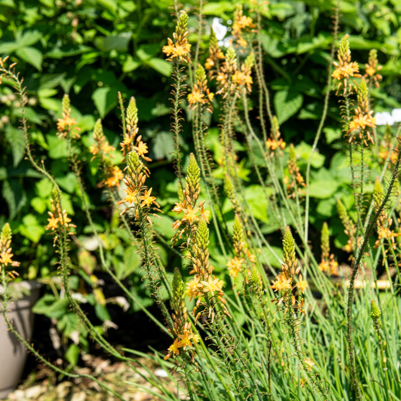 Gele kattenstaart Médicus ® - Willemse