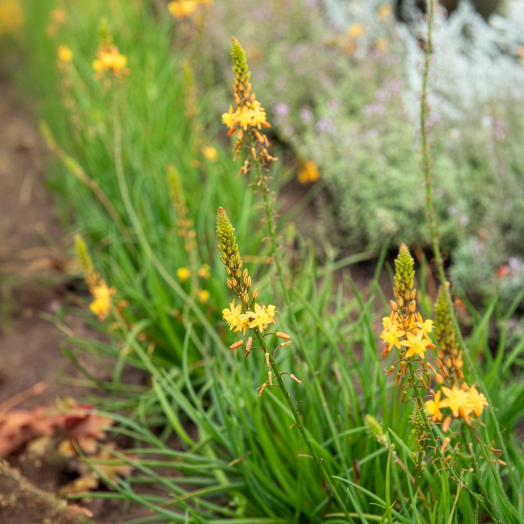 Gele kattenstaart Médicus ® - Bulbine frutescens Médicus ® - Willemse