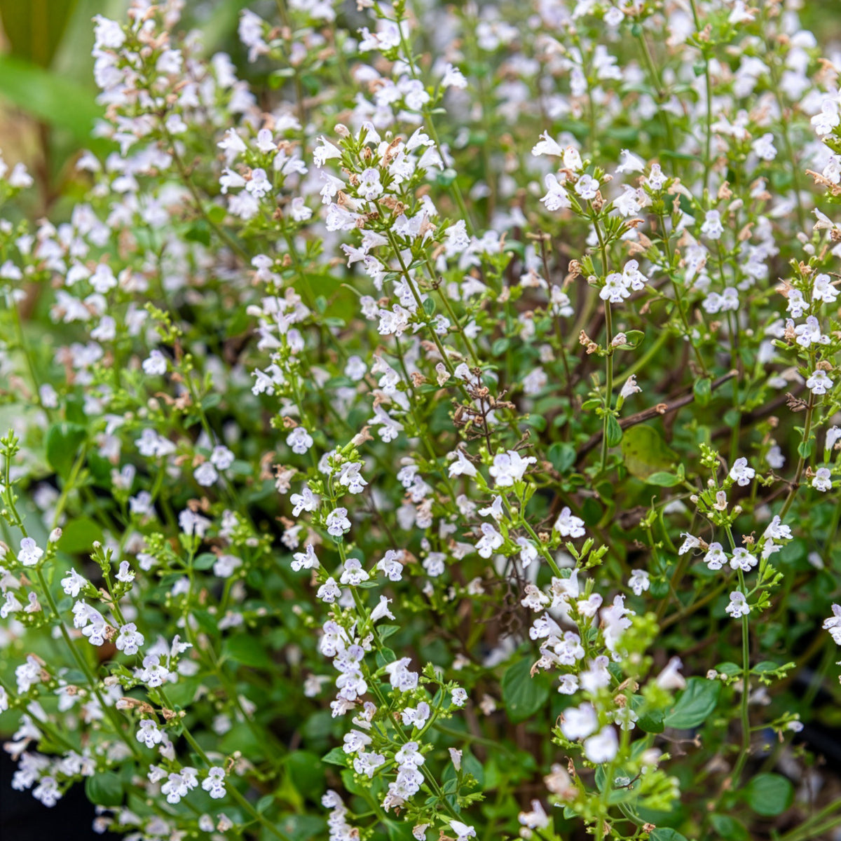 Bergsteentijm Menthe - Willemse