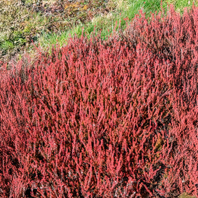 Struikheide Winter Chocolate - Calluna vulgaris Winter Chocolate - Willemse