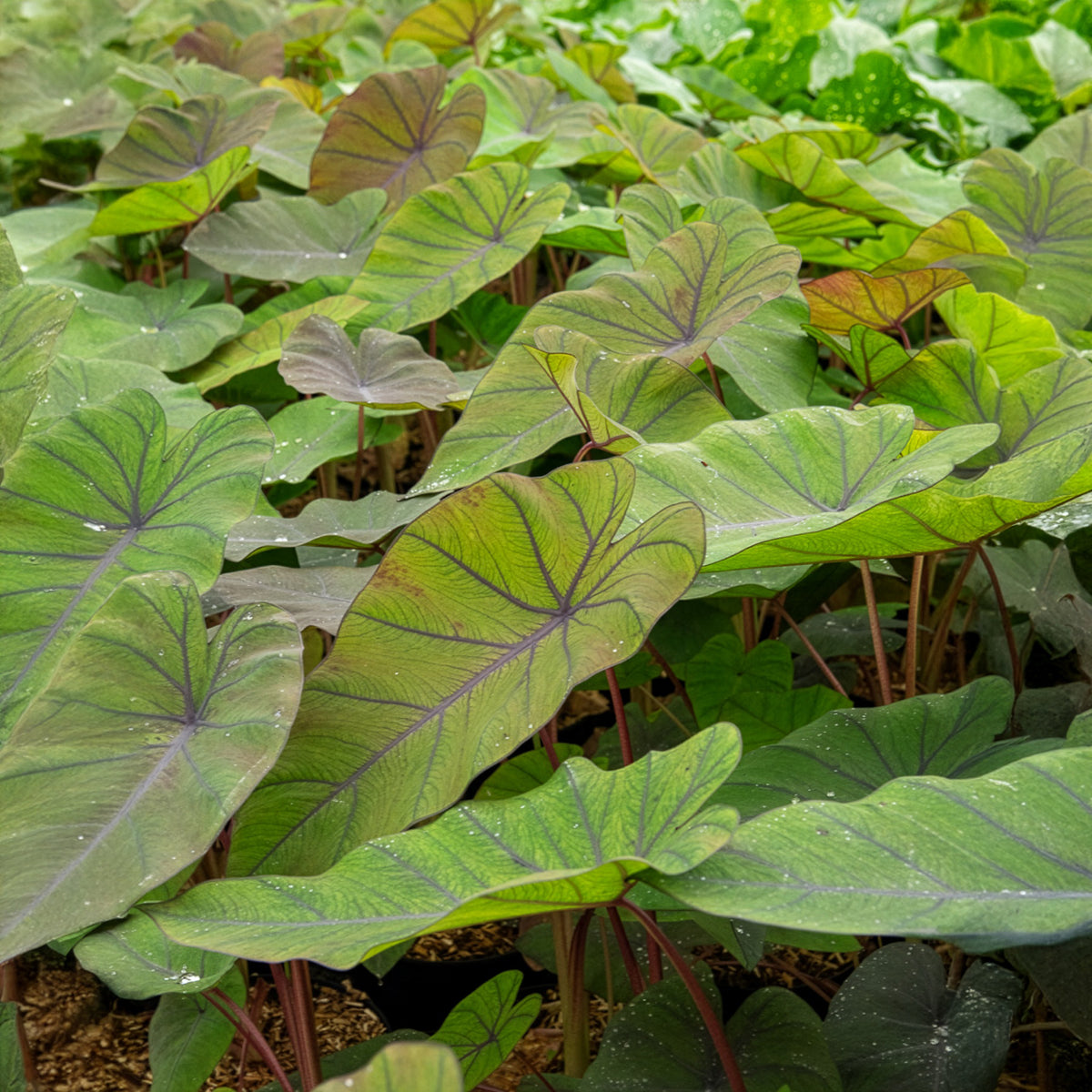 Colocasia Madeira / Olifantsoor - Willemse