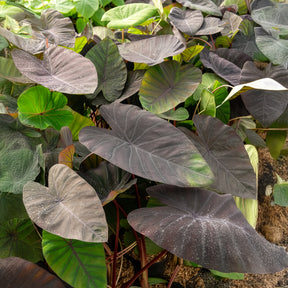 Colocasia Madeira / Olifantsoor - Colocasia esculenta Madeira - Willemse