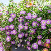 Ijsbloem Wheels of Wonder® Violet - Delosperma Wheels of Wonder® Violet - Willemse