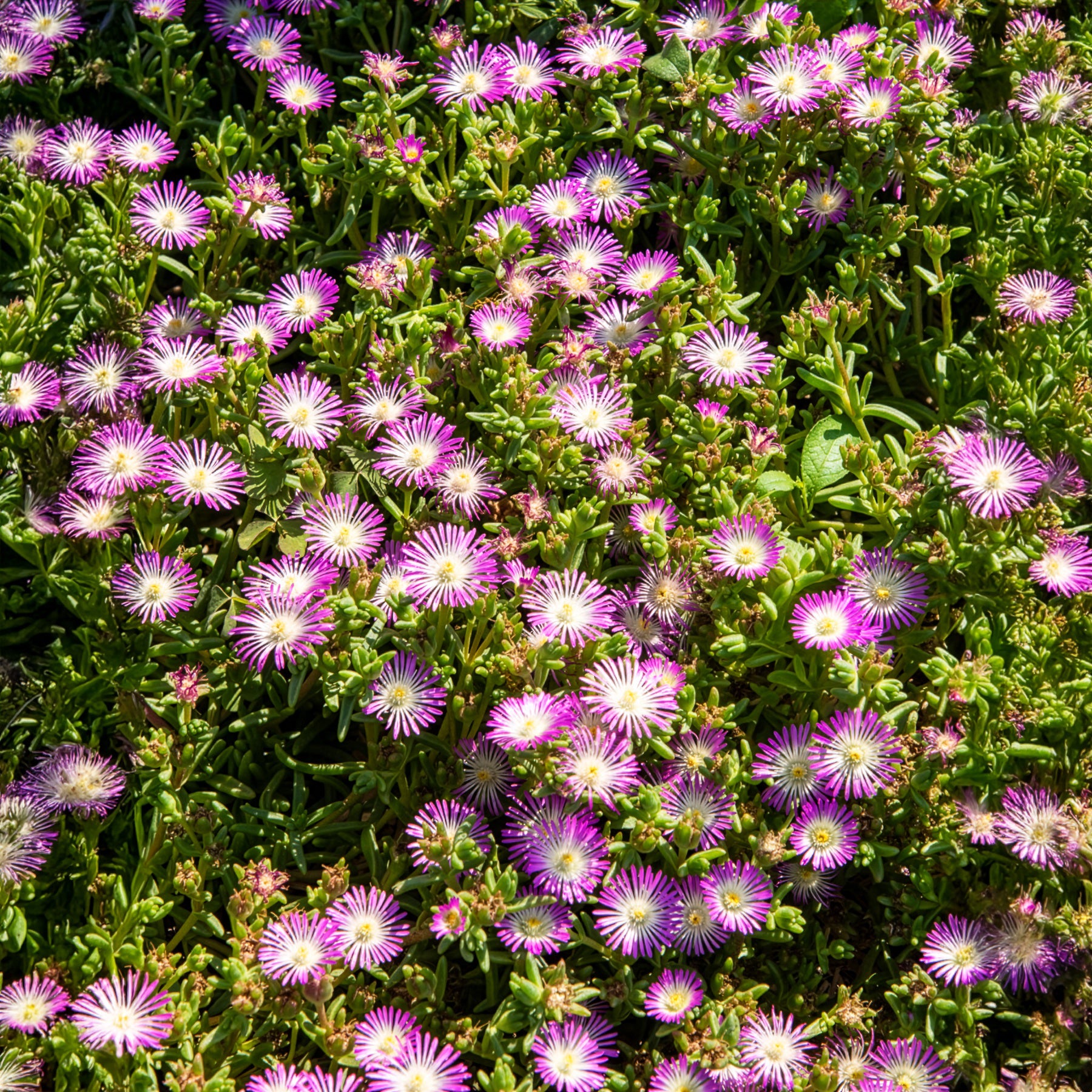 Delosperma Wheels of Wonder® Violet - Ijsbloem Wheels of Wonder® Violet - 