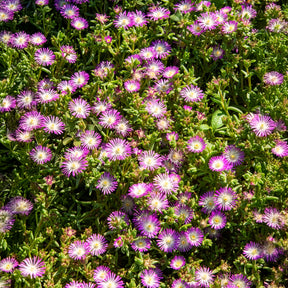 Delosperma Wheels of Wonder® Violet - Ijsbloem Wheels of Wonder® Violet - 