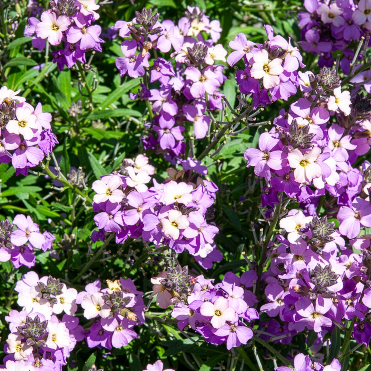 Muurbloem Poem Lavender - Erysimum Poem Lavender - Willemse