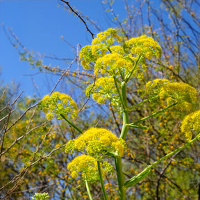Wilde tuinplanten - Reuzenvenkel - Ferula communis