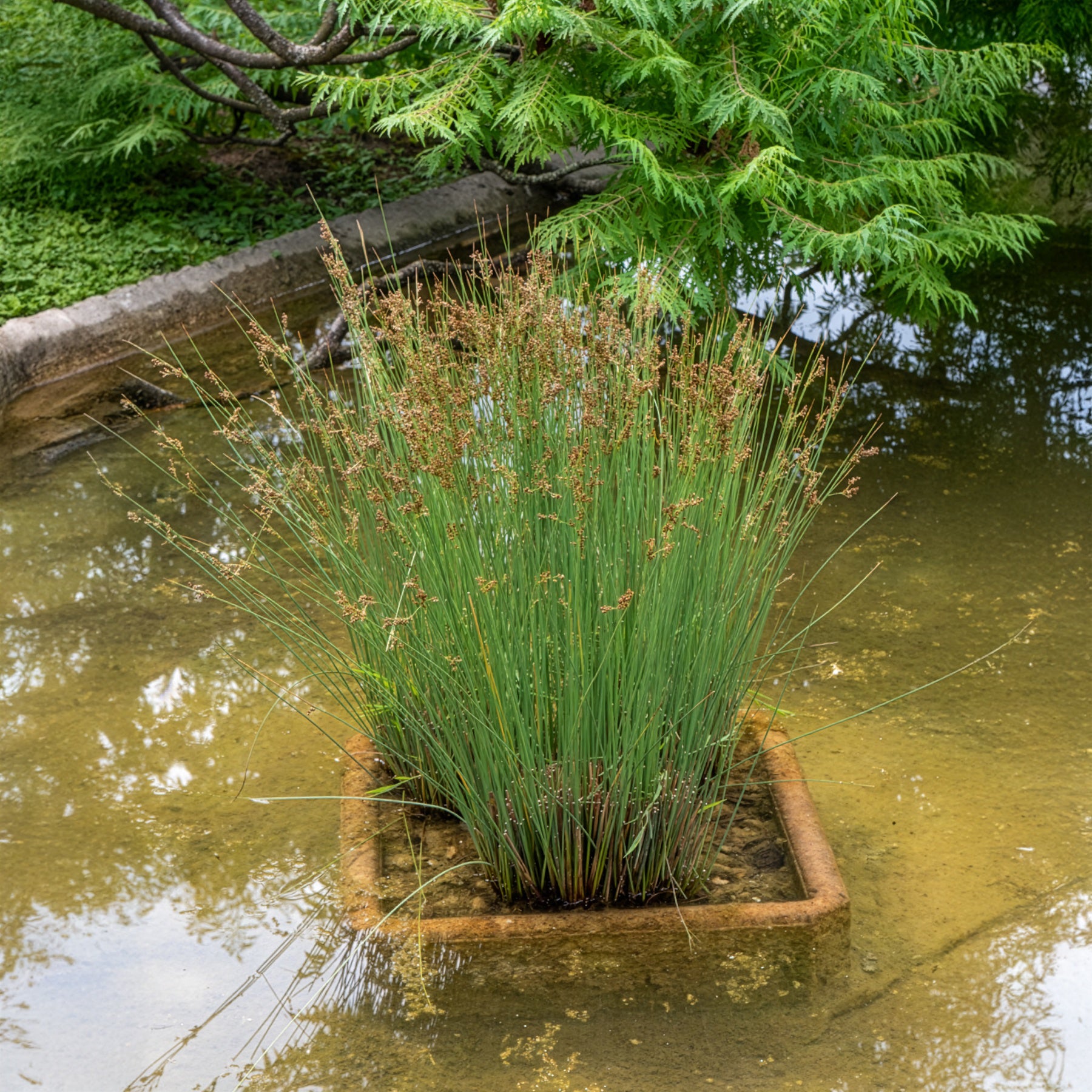 Juncus effusus - Pitrus - Biezen