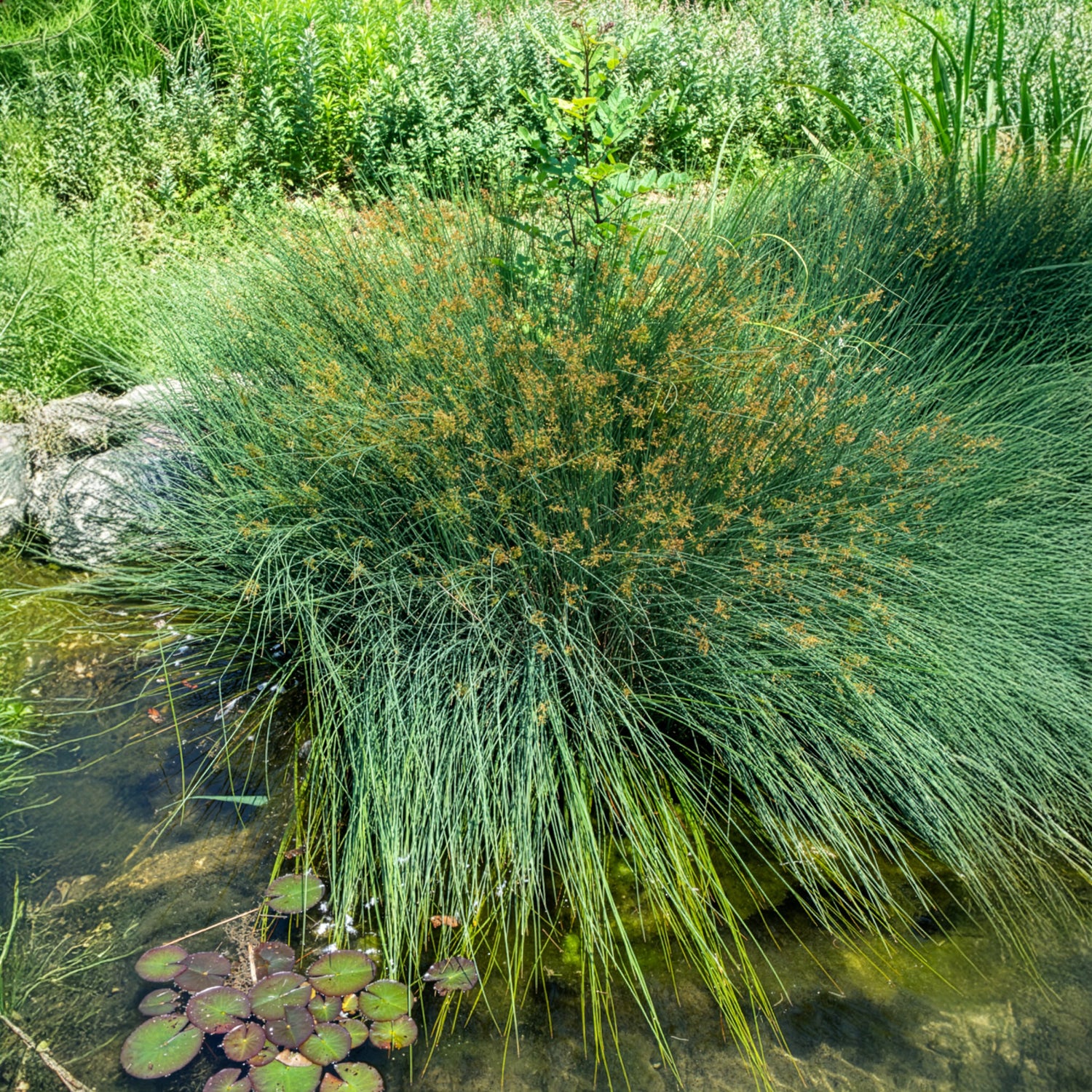 Pitrus - Juncus effusus