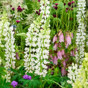 Lupinus Noble Maiden - Lupine Noble Maiden - Lupine
