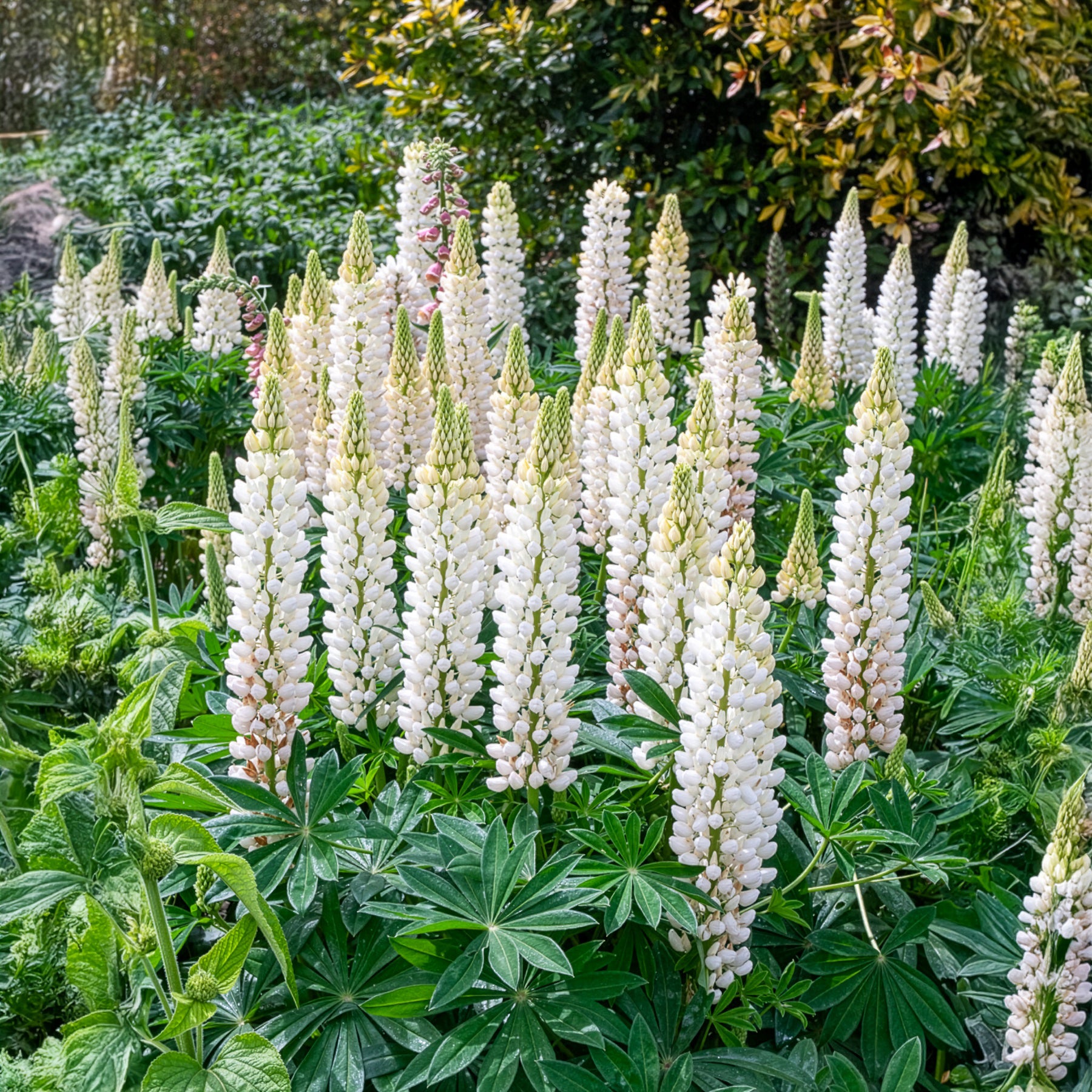 Lupine Noble Maiden - Lupinus Noble Maiden - Willemse
