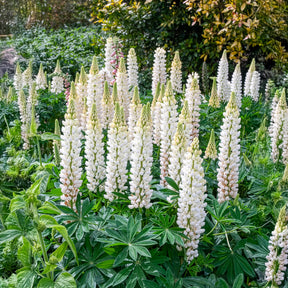 Lupine Noble Maiden - Lupinus Noble Maiden - Willemse