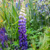 Lupine Persian Slipper - Willemse