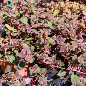 Wederik Persian Chocolat® - Willemse