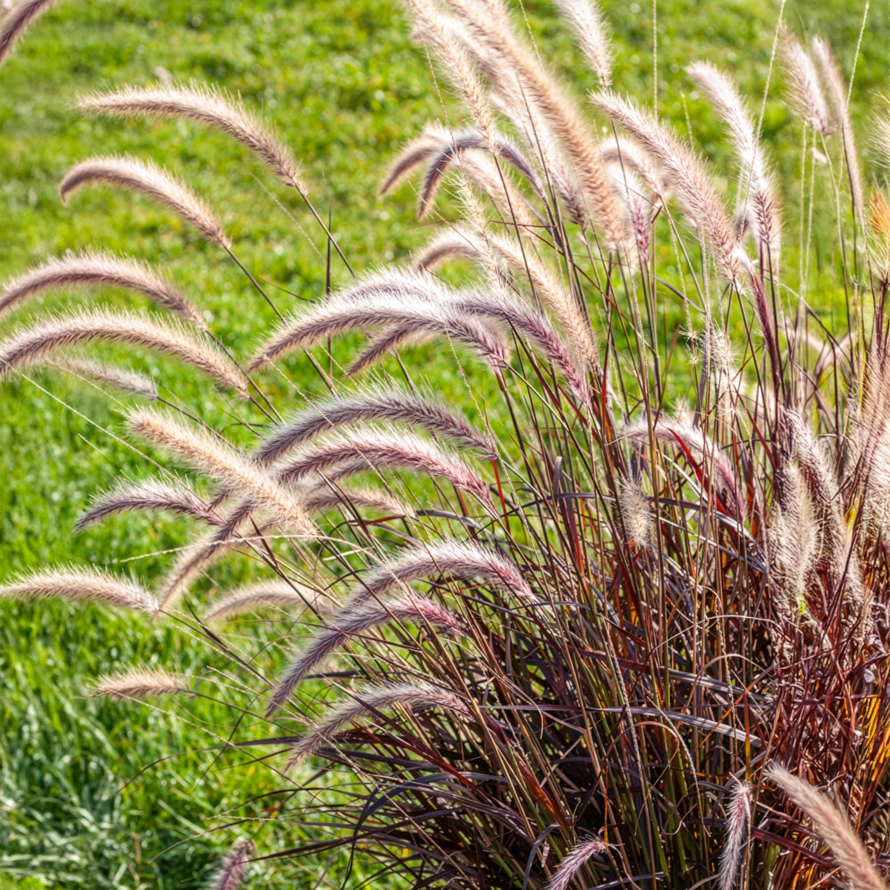 Prachtriet Lady in Red