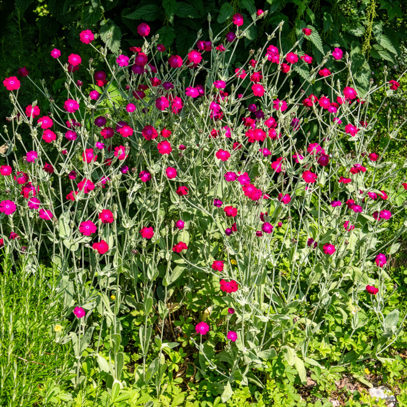 Prikneus - Lychnis coronaria - Willemse