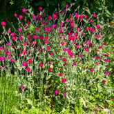 Prikneus - Lychnis coronaria - Willemse