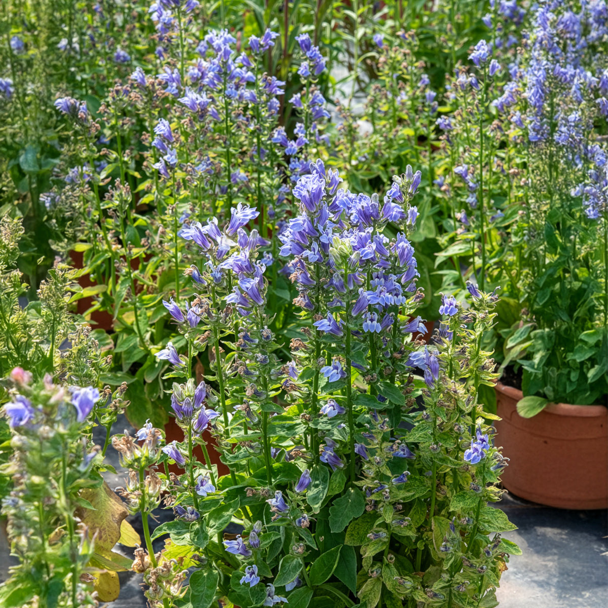 Virginische lobelia - Willemse