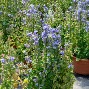 Virginische lobelia - Willemse