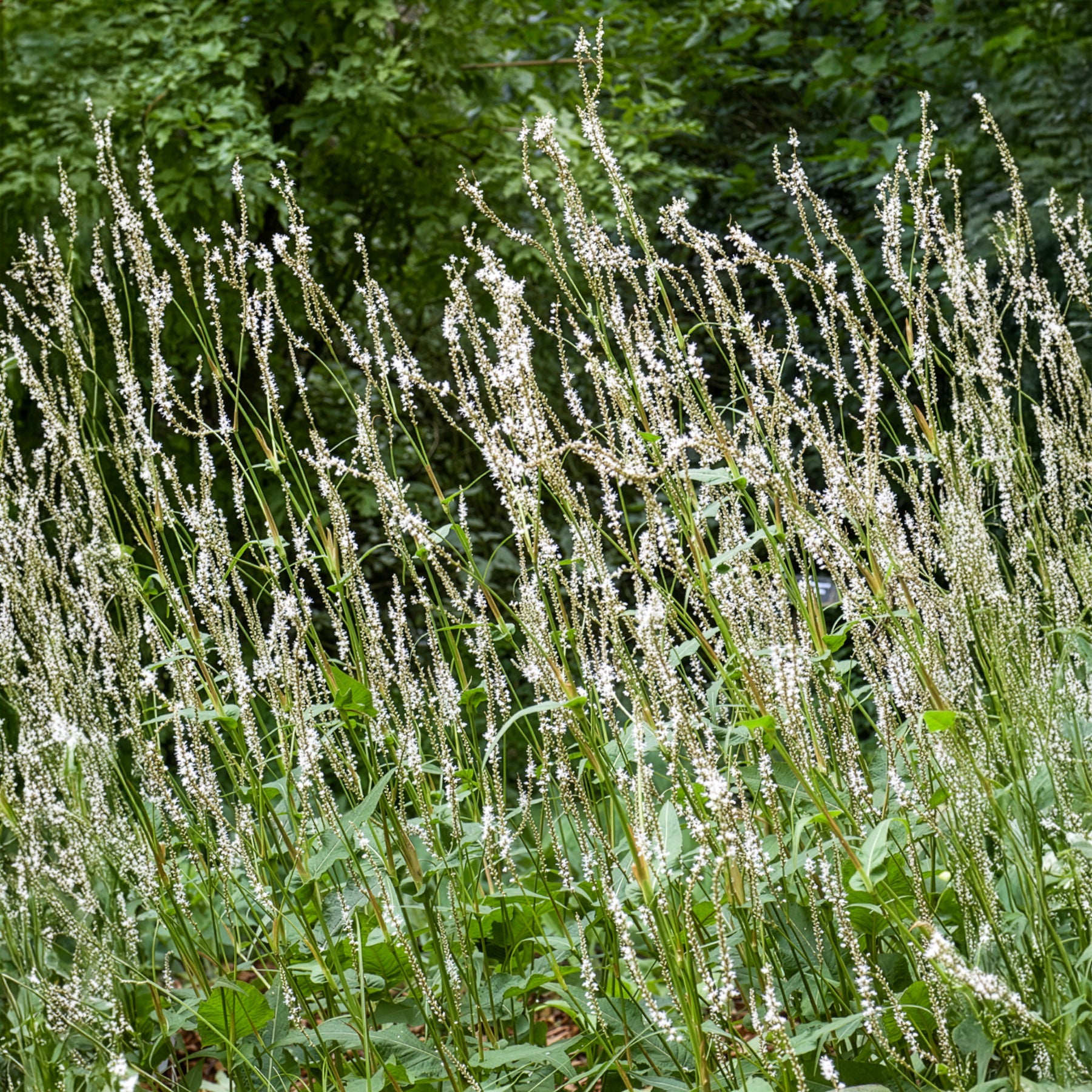 Duizendknooop Alba - Persicaria amplexicaulis Alba - Willemse