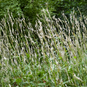 Duizendknooop Alba - Persicaria amplexicaulis Alba - Willemse