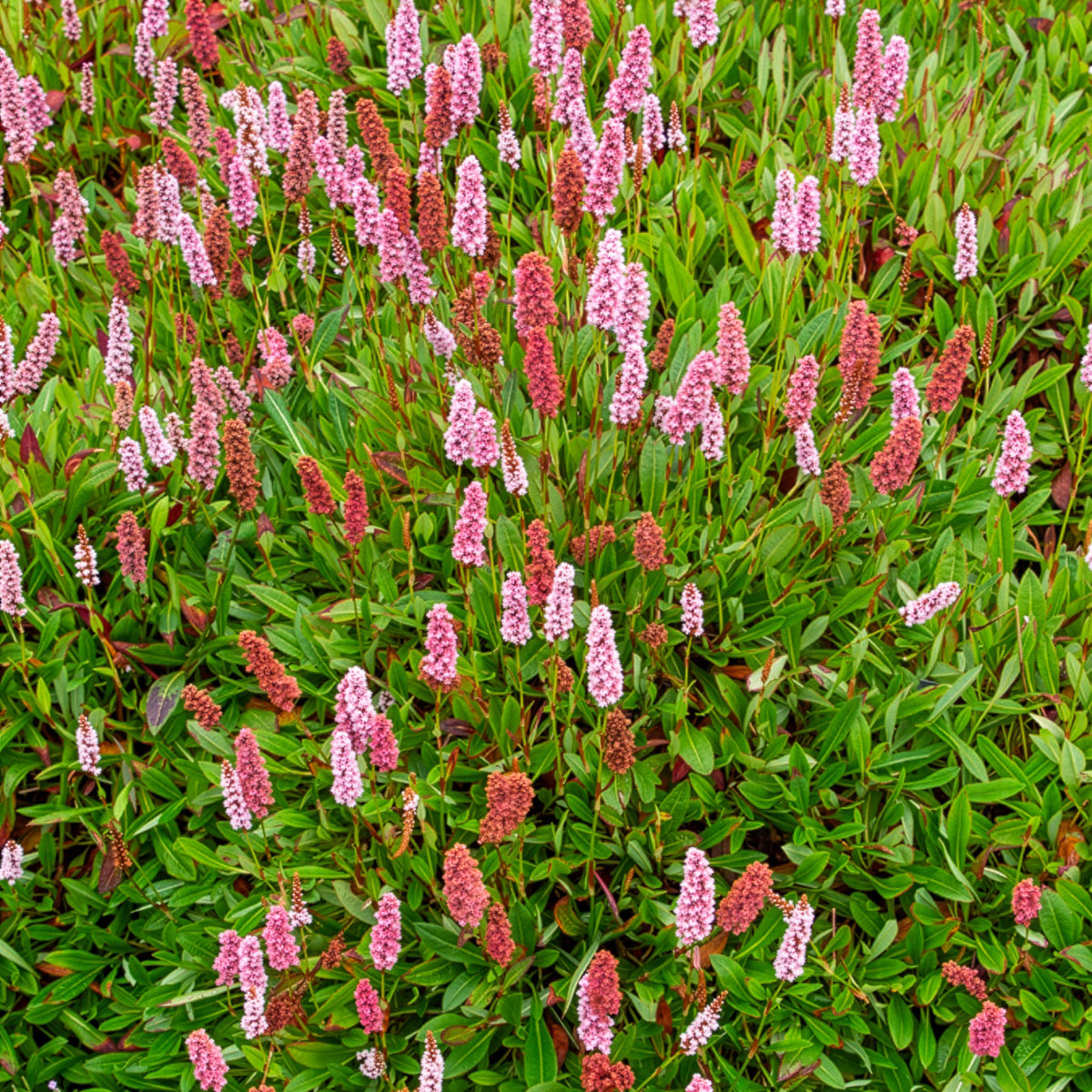 Duizendknooop Darjeeling Red - Persicaria affinis Darjeeling Red - Willemse