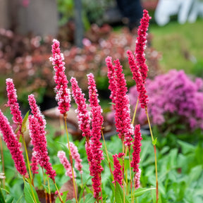 Duizendknooop Kabouter - Persicaria affinis Kabouter - Willemse
