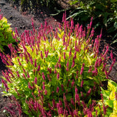 Duizendknooop Golden Arrow - Persicaria amplexicaulis  Golden Arrow - Willemse