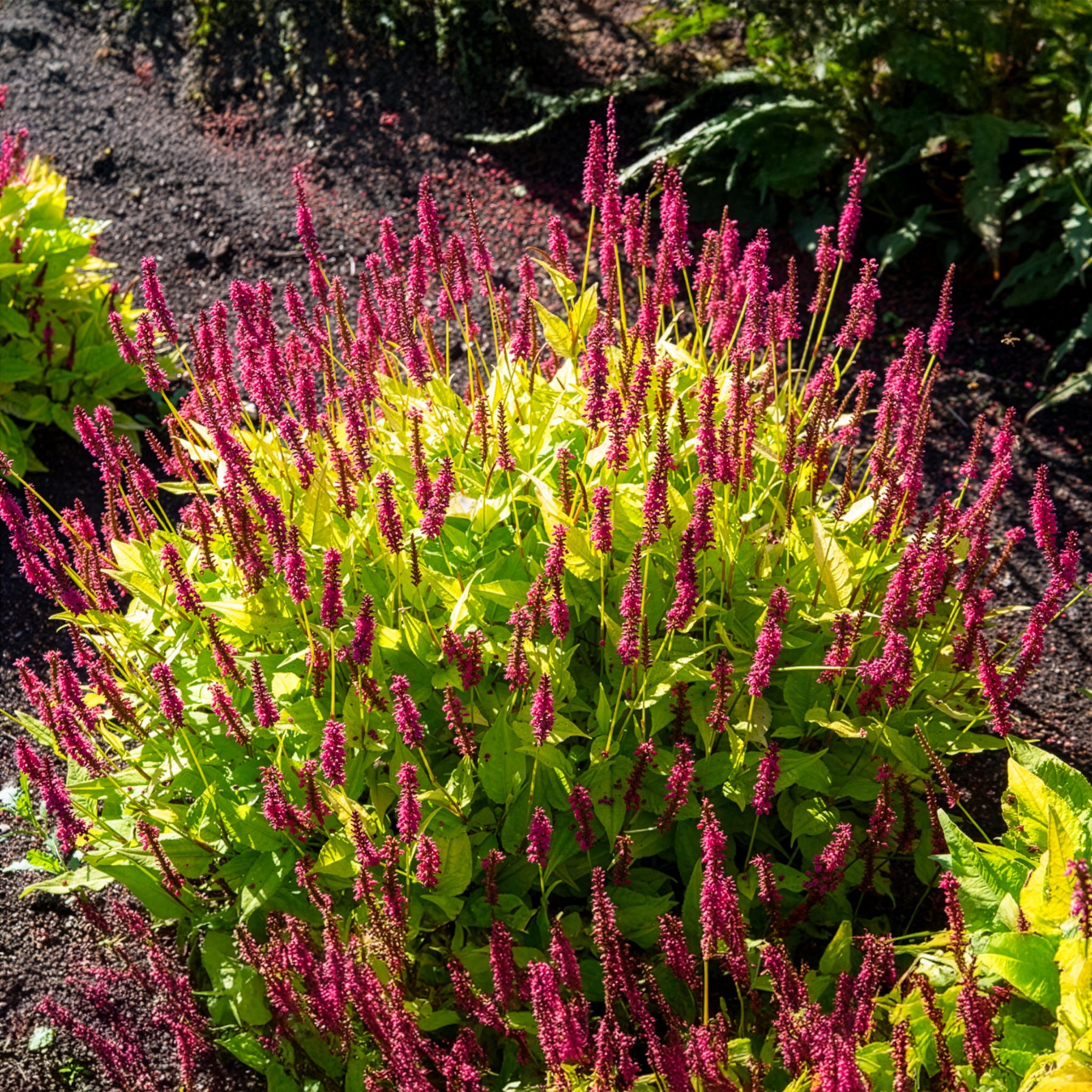 Duizendknooop Golden Arrow - Persicaria amplexicaulis  Golden Arrow - Willemse