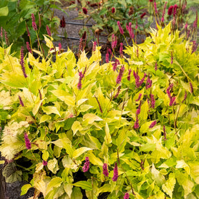 Duizendknooop Golden Arrow - Willemse