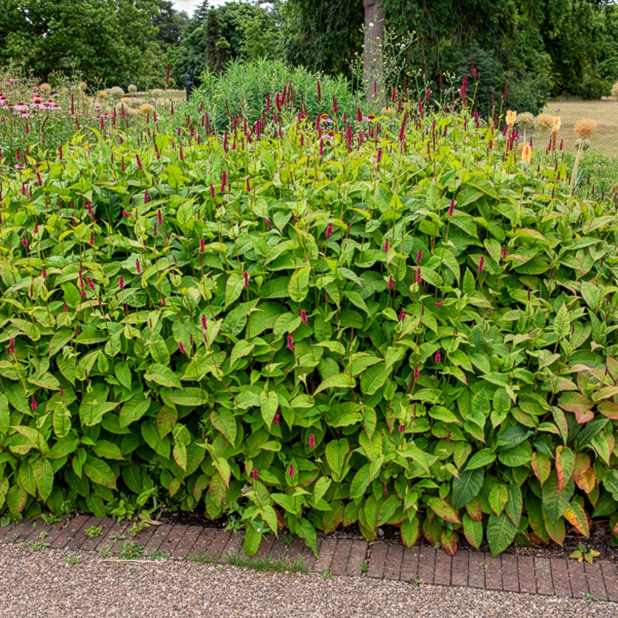 Duizendknooop Fat Domino - Persicaria amplexicaulis Fat Domino - Willemse