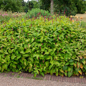 Duizendknooop Fat Domino - Persicaria amplexicaulis Fat Domino - Willemse