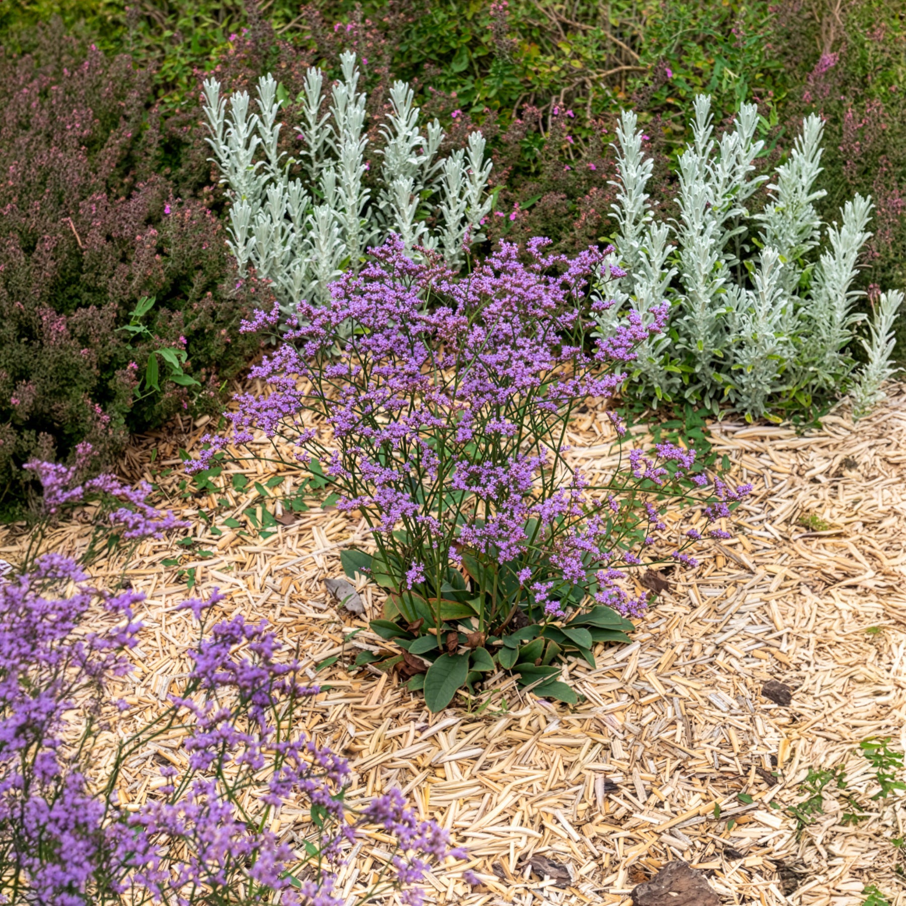 Lamsoor Dazzle Rocks - Limonium gmelinii Dazzle Rocks - Willemse