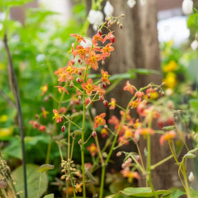 Verkoop Elfenbloem - Epimedium warleyense
