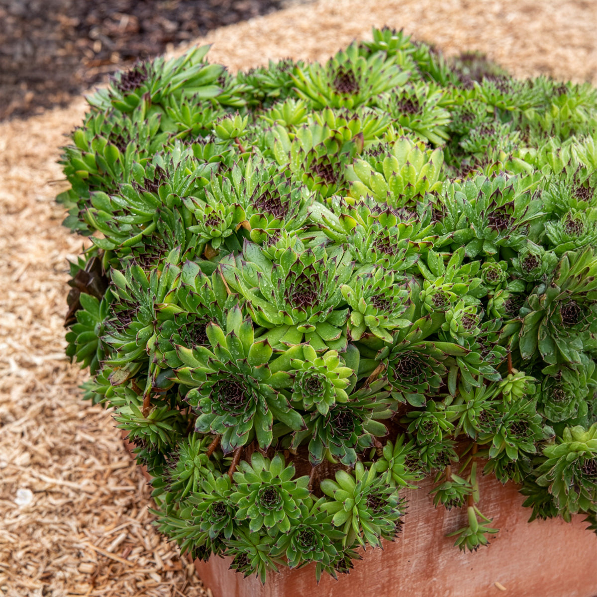 Huislook Chick Charms ® Appletini - Sempervivum Chick Charms® Appletini - Willemse