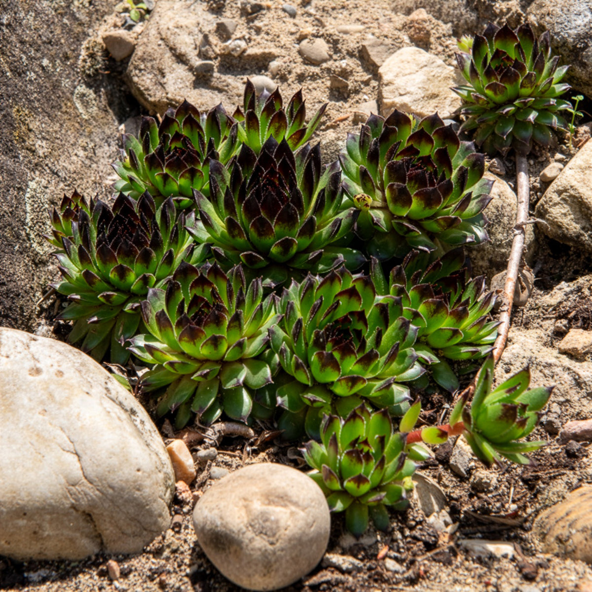 Huislook Chick Charms ® Appletini - Willemse