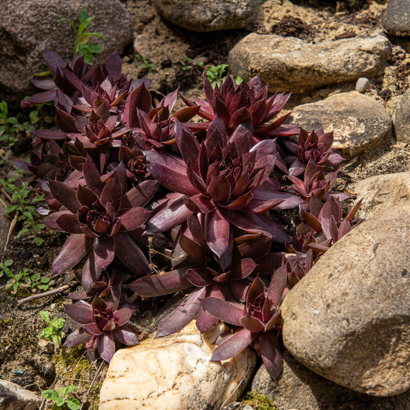 Huislook Chick Charms ® Chocolate Kiss - Sempervivum Chick Charms® Chocolate Kiss - Willemse