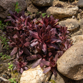 Huislook Chick Charms ® Chocolate Kiss - Sempervivum Chick Charms® Chocolate Kiss - Willemse