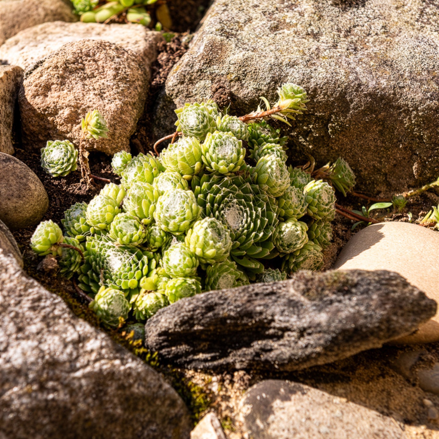 Sempervivum Chick Charms® Arctic white - Huislook Chick Charms ® Cotton Candy - Sempervivum - Huislook