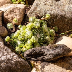 Sempervivum Chick Charms® Arctic white - Huislook Chick Charms ® Cotton Candy - Sempervivum - Huislook