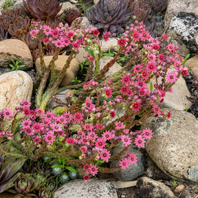 Huislook Chick Charms ® Cotton Candy - Sempervivum Chick Charms® Arctic white - Willemse