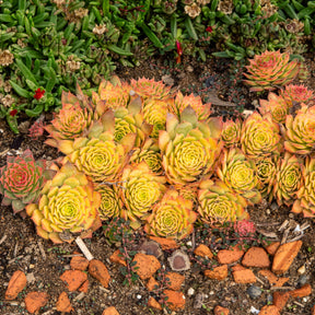 Huislook Chick Charms ® Gold Nugget - Sempervivum Chick Charms® Gold Nugget - Willemse