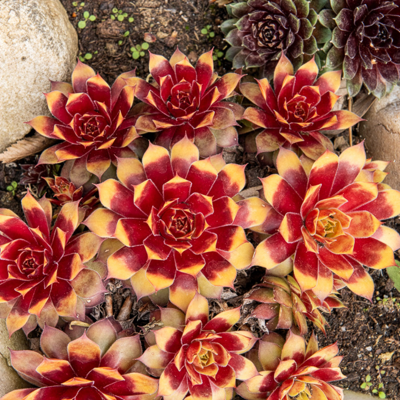 Sempervivum Chick Charms® Gold Nugget - Huislook Chick Charms ® Gold Nugget - Sempervivum - Huislook