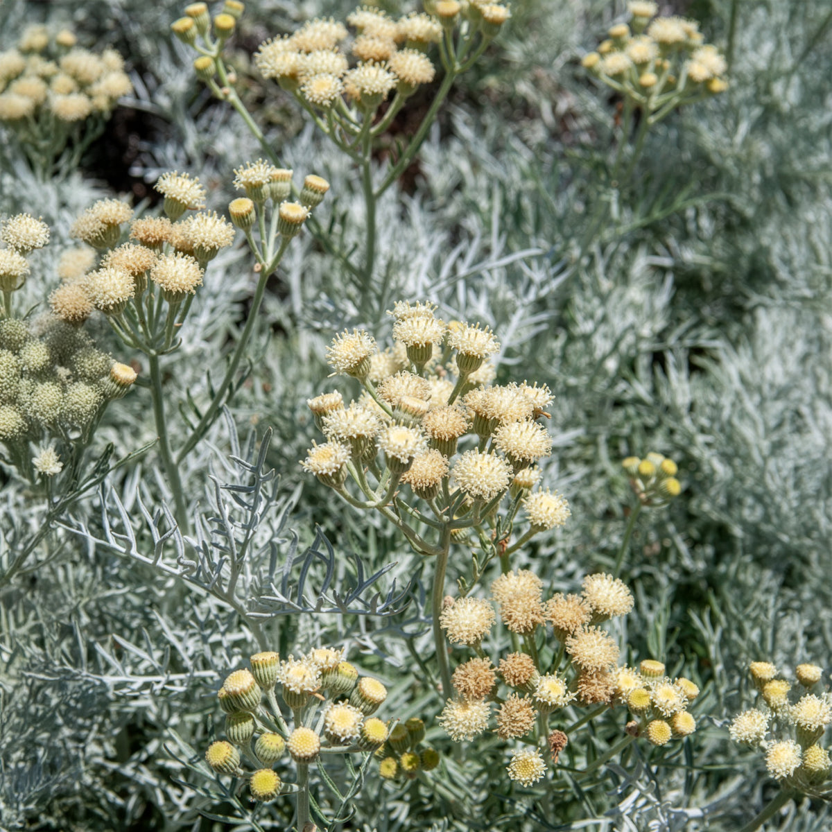 Senecio viravira - Senecio viravira - Wintergroene heesters