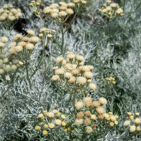 Senecio viravira - Senecio viravira - Wintergroene heesters