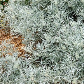 Senecio viravira - Senecio viravira - Willemse